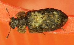 Peltastica tuberculata
