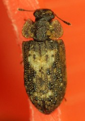 Peltastica tuberculata