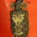 Peltastica tuberculata - Photo (c) Scott Gilmore, some rights reserved (CC BY-NC), uploaded by Scott Gilmore