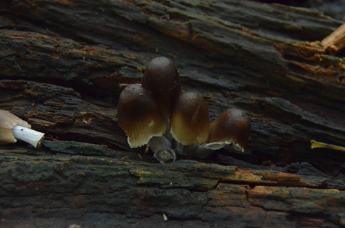Mycena inclinata
