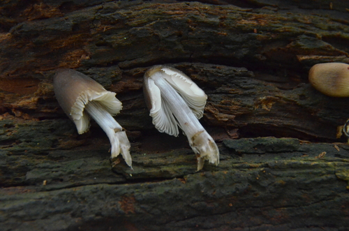 Mycena inclinata (Photo 2 of 3)