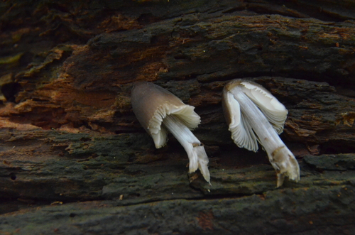 Mycena inclinata (Photo 3 of 3)