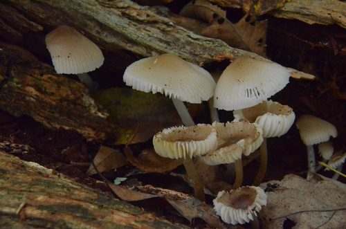 Mycena