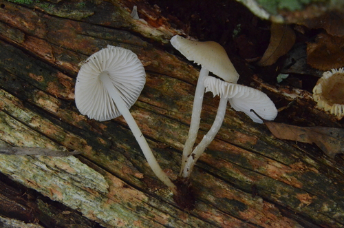 Mycena (Photo 3 of 6)