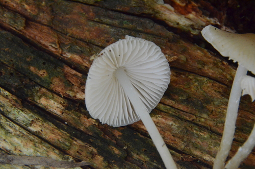 Mycena (Photo 4 of 6)