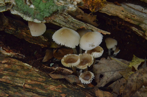 Mycena (Photo 2 of 6)