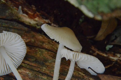Mycena (Photo 6 of 6)