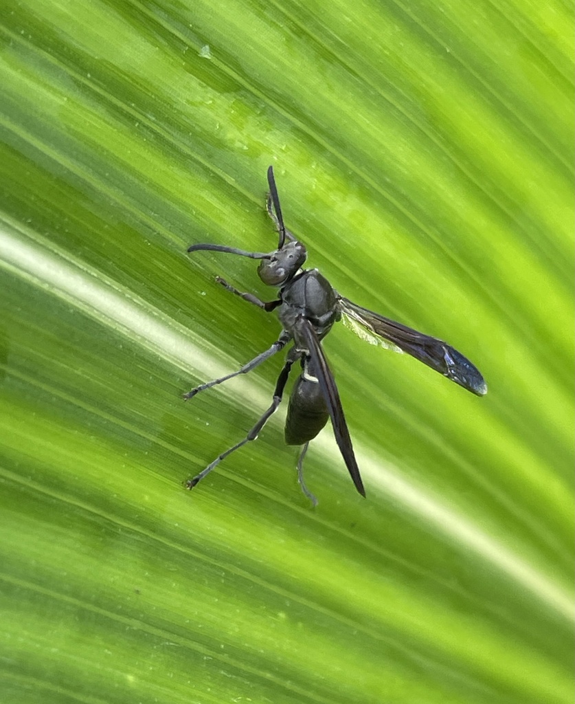 Polistes tristis