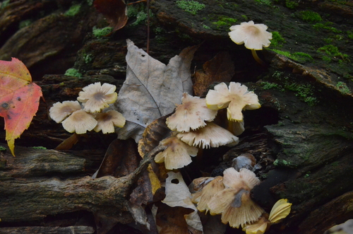 Mycena