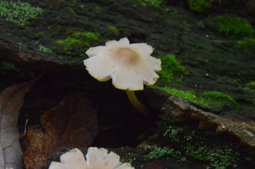 Mycena (Photo 2 of 4)