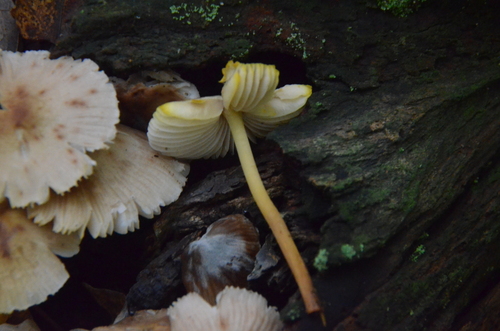 Mycena (Photo 4 of 4)