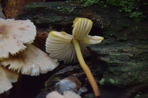 Mycena (Photo 3 of 4)