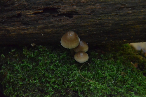 Mycena (Photo 2 of 4)