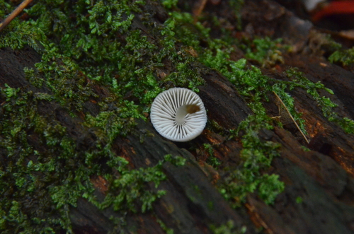 Mycena (Photo 3 of 4)
