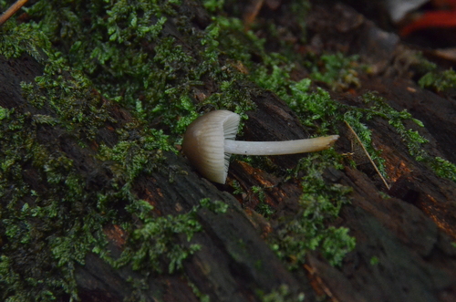 Mycena (Photo 4 of 4)