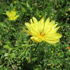 Pyrrhopappus pauciflorus