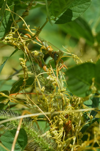 Cuscuta australis iNat (3)
