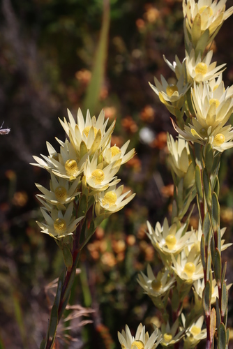 Image of Leucadendron uliginosum by (c) Tony Rebelo, some rights reserved (CC BY-SA)