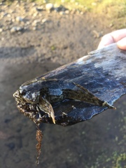 Cottus gulosus