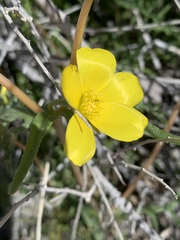 Mentzelia jonesii