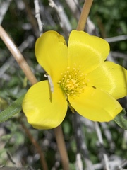 Mentzelia jonesii