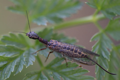 Raphidiidae