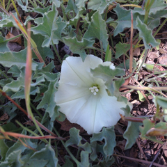 Calystegia subacaulis subacaulis