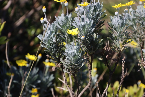 Euryops pectinatus
