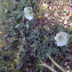 Calystegia subacaulis subacaulis