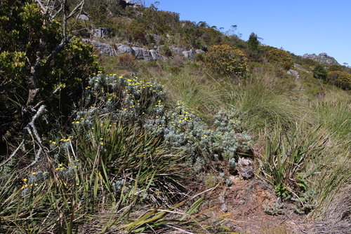 Euryops pectinatus