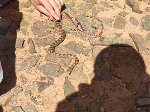 Photo of a Algerian Whip Snake (Hemorrhois algirus)