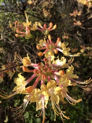Rhododendron austrinum