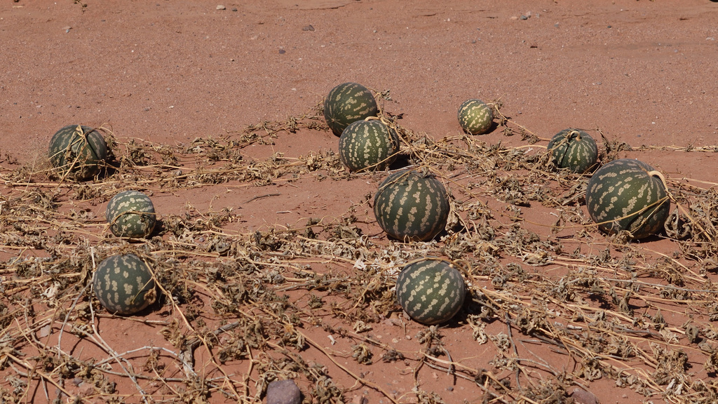 Fodder Melon from ǁKaras, Namibia on August 10, 2022 at 10:31 AM by ...