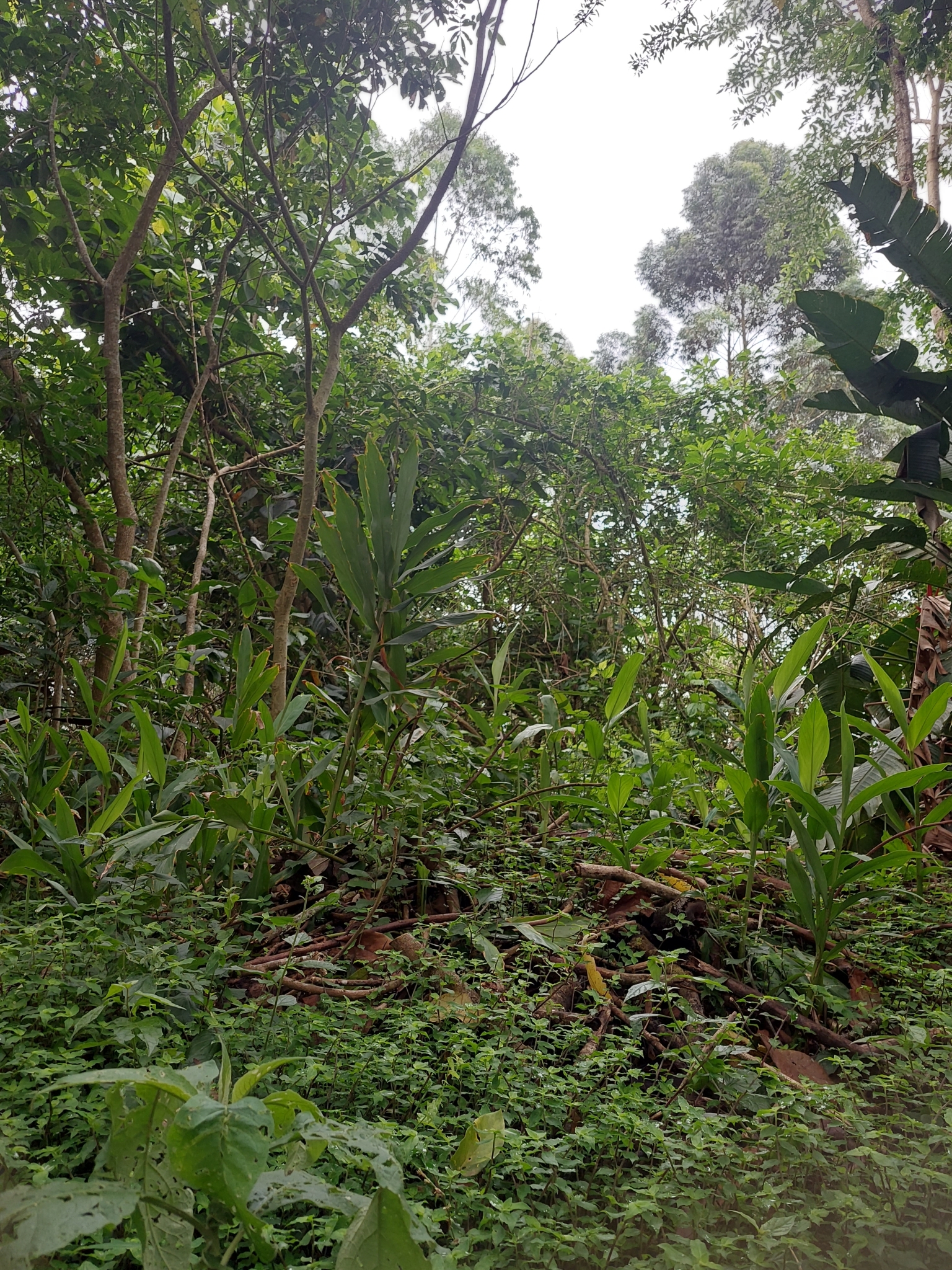 Hedychium coronarium
