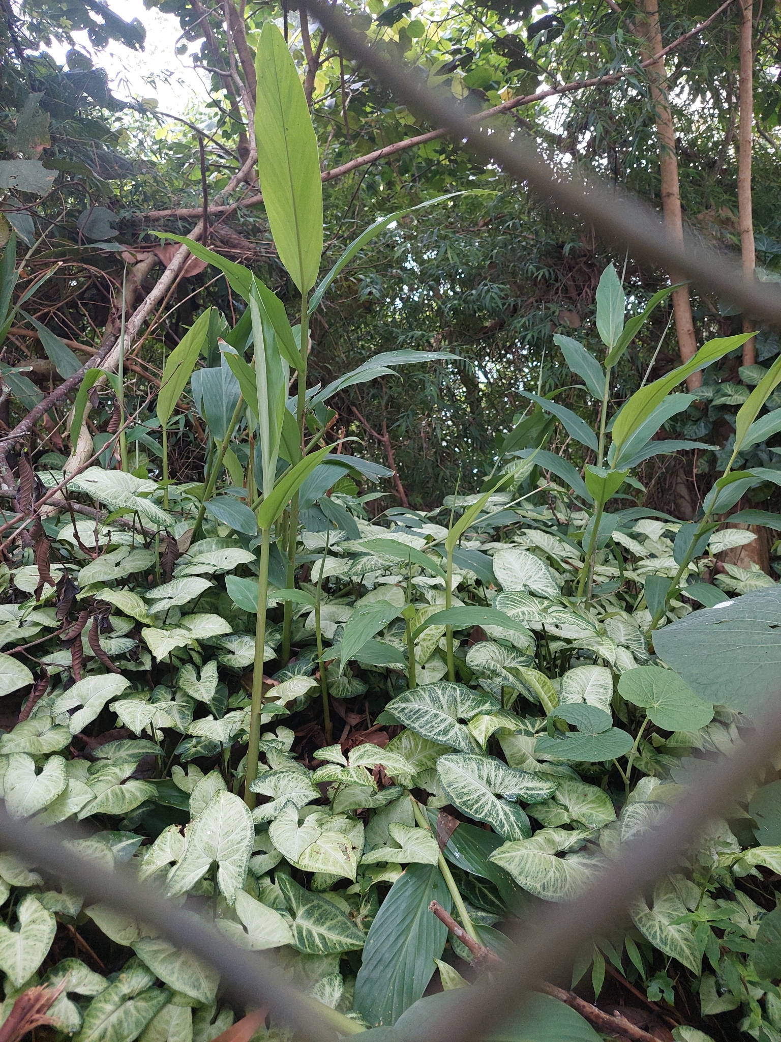 Hedychium coronarium
