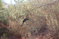 Psephotus varius