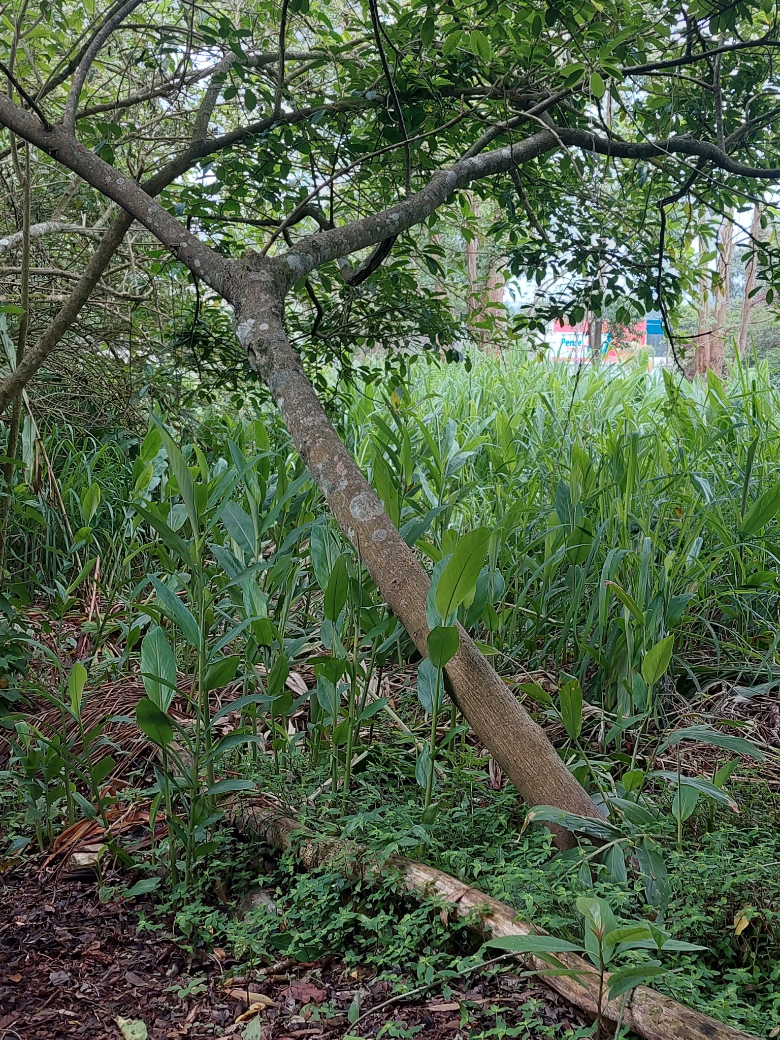 Hedychium coronarium