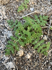 Eucrypta chrysanthemifolia bipinnatifida