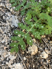 Eucrypta chrysanthemifolia bipinnatifida