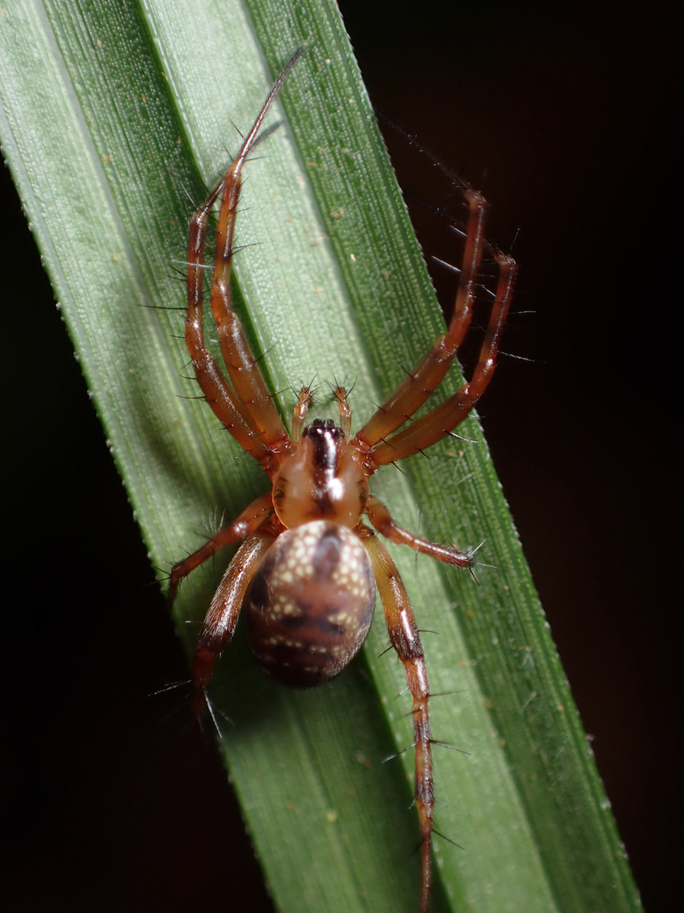 Mangora isabel