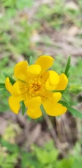 Ranunculus macranthus