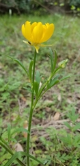 Ranunculus macranthus