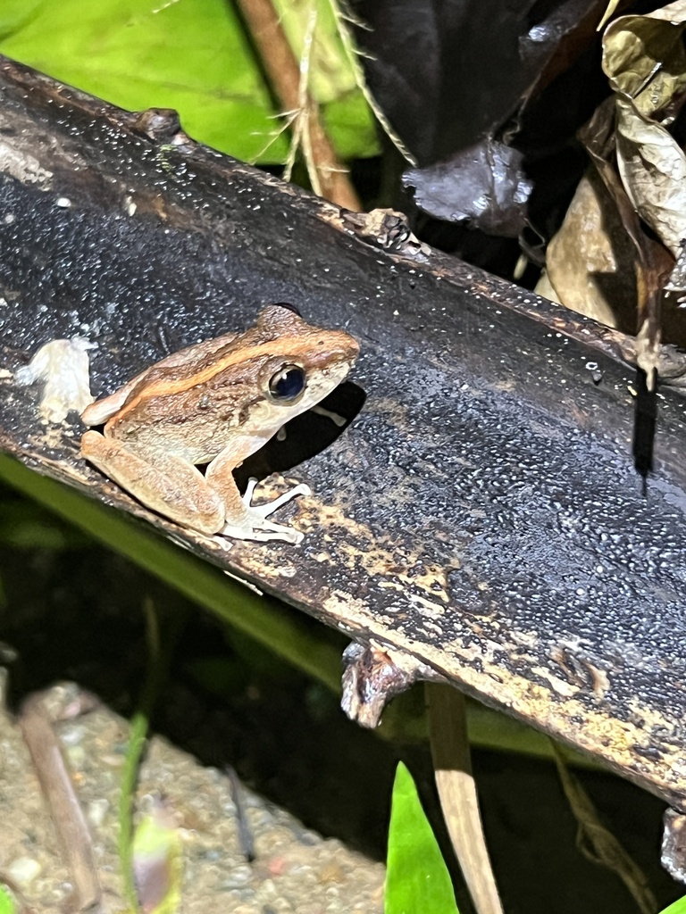 Fitzinger's Robber Frog from Calle Palo Seco, Golfito, Puntarenas, CR ...