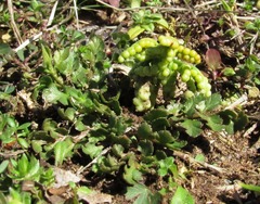 Sceptridium lunarioides