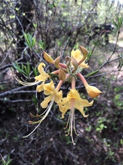 Rhododendron austrinum