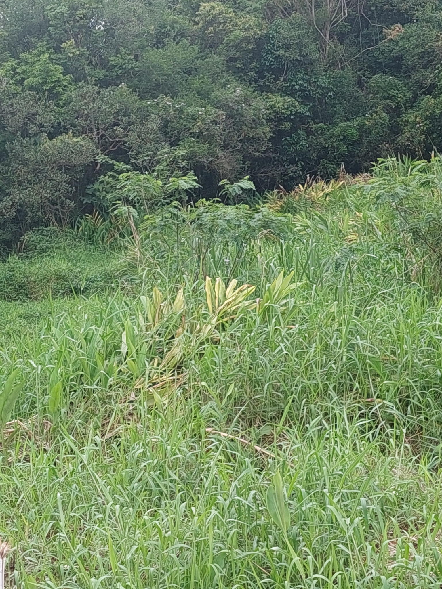 Hedychium coronarium