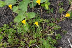Oxalis texana