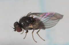 Phytomyza tiarellae