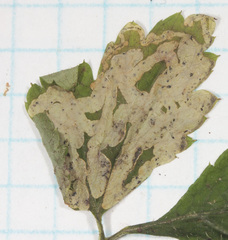Phytomyza tiarellae