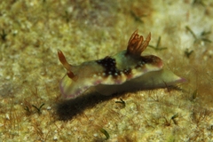 Hypselodoris reidi
